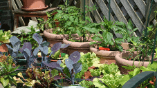 kitchen-garden